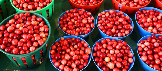 Cranberries are a group of evergreen dwarf shrubs or trailing vines in the subgenus Oxycoccus of the genus Vaccinium.