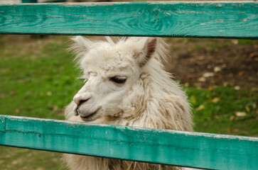 A white wooled alpaca from a petting zoo © Денис Женгал