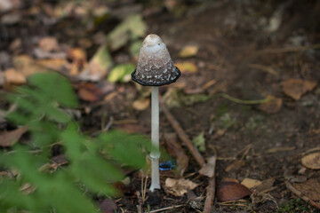 forest grebes are inedible poisonous mushrooms. White dung