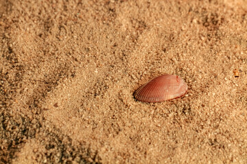 seashell on the sand of a beach in summer closeup