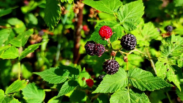 A ripening black raspberry on a bush sways in the wind