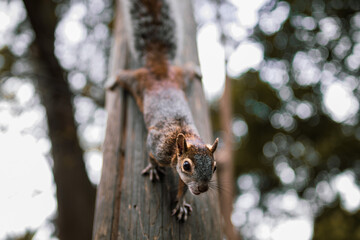 ardilla en árbol