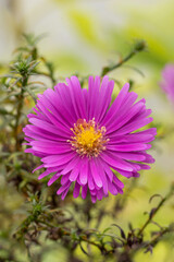 dwarf michaelmas daisies (Symphyotrichum novi-belgii ’Samoa’)