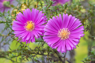 Fototapeta premium dwarf michaelmas daisies (Symphyotrichum novi-belgii ’Samoa’)