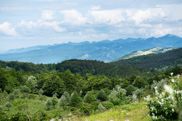 Fototapeta na wymiar Mountain meadow in early summer in Croatian mountains.