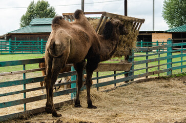 Camel in zoo. Wild animal under protection. Camel with two humps lying on grass. Wild animal in zoo.