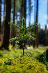 Kleiner, junger Tannenbaum / Fichte im Gegenlicht im Wald auf grünem Moos - in München, Forstenrieder Park