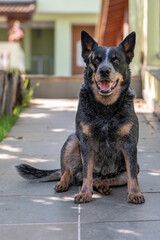 Australian cattle dog sitting alone at home, outside, in the yard