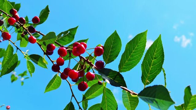 Swaying branches with ripe cherries on a blue sky background