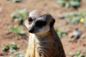 The meerkat or suricate is a small carnivoran belonging to the mongoose family live in Kalahari...