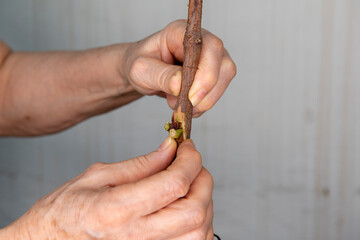 Injerto de yemas en vid, las manos introducen la yema en la planta