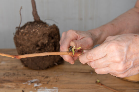 Injerto de yema en vid, extracci&oacute;n de yema de una rama para injertar