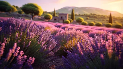 Gordijnen lavender field at sunset © faiz