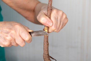 Injerto de yema en vid, manos con navaja, preparando la planta para recibir el injerto
