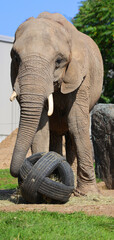 African elephants are elephants of the genus Loxodonta. The genus consists of two extant species:...