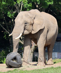 African elephants are elephants of the genus Loxodonta. The genus consists of two extant species:...
