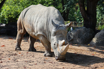 Obraz premium The white rhinoceros or square-lipped rhinoceros is the largest extant species of rhinoceros. It has a wide mouth used for grazing and is the most social of all rhino species