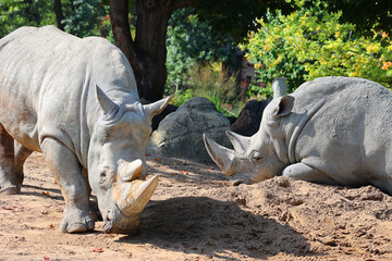 The white rhinoceros or square-lipped rhinoceros is the largest extant species of rhinoceros.  It has a wide mouth used for grazing and is the most social of all rhino species © Daniel Meunier
