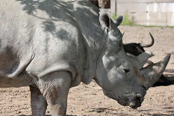 Obraz premium The white rhinoceros or square-lipped rhinoceros is the largest extant species of rhinoceros. It has a wide mouth used for grazing and is the most social of all rhino species
