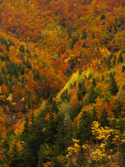 Fototapeta premium Mountain covered in trees with autumn colors