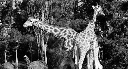 The giraffe (Giraffa camelopardalis) is an African even-toed ungulate mammal, the tallest of all...