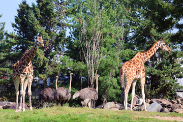 The giraffe (Giraffa camelopardalis) is an African even-toed ungulate mammal, the tallest of all extant land-living animal species, and the largest ruminant. © Daniel Meunier