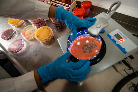 scientist working in laboratory