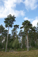 Pine trees in forest woodland. natural green landscape 