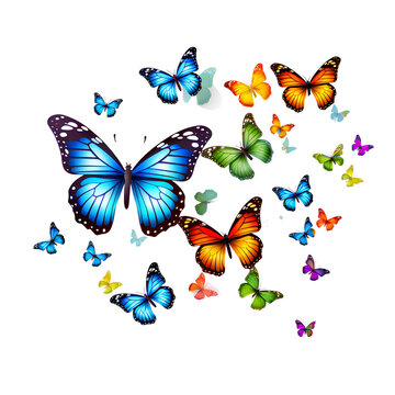 set of butterflies On a transparent background PNG