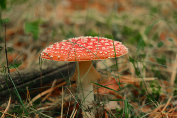 Red poisonous fly agaric in the forest. Fly agaric red. Close-up.