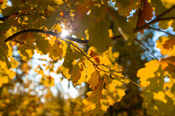 Beautiful park in fall season. Bright autumn trees with falling yellow leaves in the park. Beautiful sunny autumn day. Autumn landscape in the city