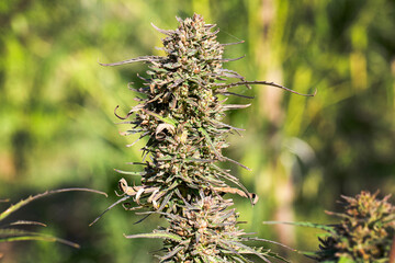 Mature Marijuana Plant with Bud and Leaves. Texture of Marijuana Plants at Indoor Cannabis Farm....