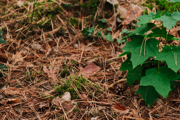 Young maple leaves in morning light
