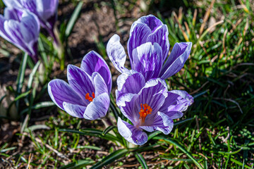 Spring saffron