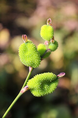 Fruit of canna or canna lily is the only genus of flowering plants in the family Cannaceae, consisting of 10 species. All of the genus's species are native to the American tropics