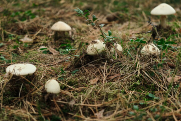 Dangerous Amanita phalloides, commonly known as the death cap