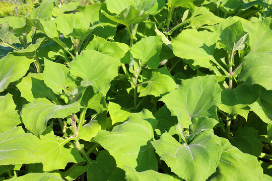 Yacon (Smallanthus sonchifolius) is a species of perennial daisy traditionally grown in the northern and central Andes from Colombia to northern Argentina for its crisp, sweet-tasting, tuberous root