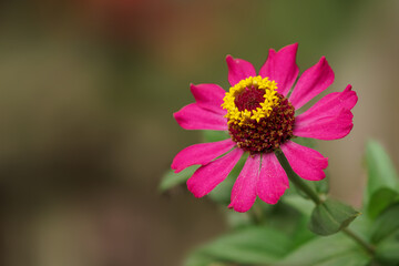Close-up of bright purple-pink double flowers of zinnia elegans in the garden