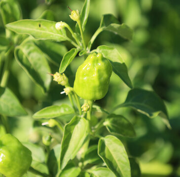 Capsicum baccatum, aji pepper is a member of the genus Capsicum, and is one of the five domesticated chili pepper species. The fruit tends to be very pungent, and registers 30,000 to 50,000 