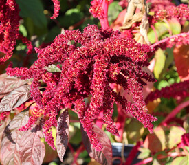 Millets are a group of highly variable small-seeded grasses, widely grown around the world as cereal crops or grains for fodder and human food.