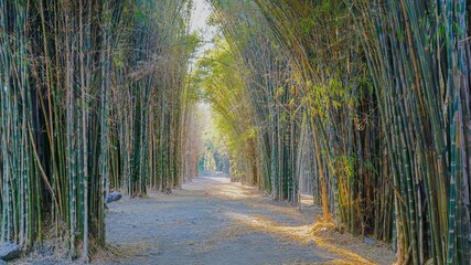 Bamboo tree leaves in green natural forest with sunlight.