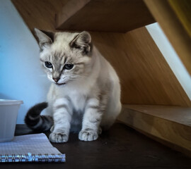 View of a beige kitten under a stair - 657265786