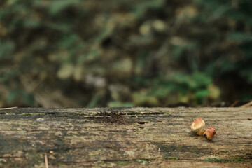 Many poisonous mushrooms growing in forest near tree stump