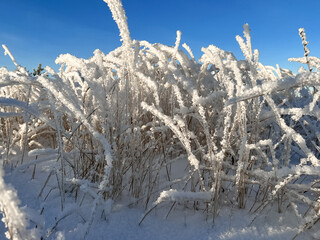 a variety of grass under a layer of snow and ice on a sunny winter day in the field