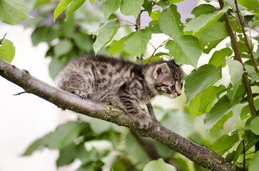 cat on tree