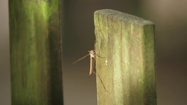 Cranefly sitting on a wooden plank, close up