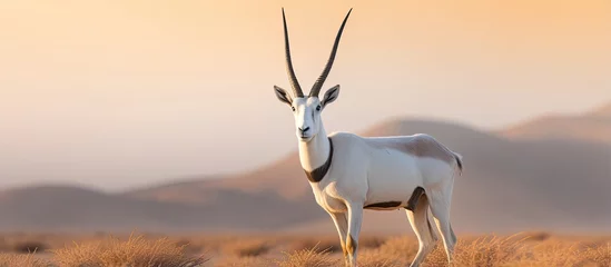 Fotobehang Wildlife in Jordan includes the Arabian oryx a distinct antelope in its natural habitat at Shaumari reserve Travel and explore Arabias evening light nature © 2rogan