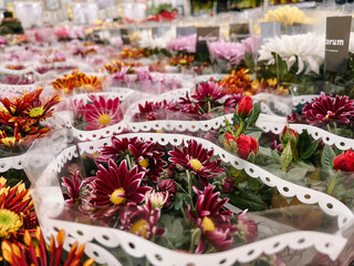 Blooming chrysanthemum flowers in pots on the store counter. Gifts for Valentine's Day, International Women's Day, Mother's Day
