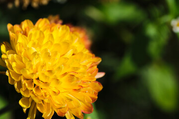 Yellow flower background green foliage.