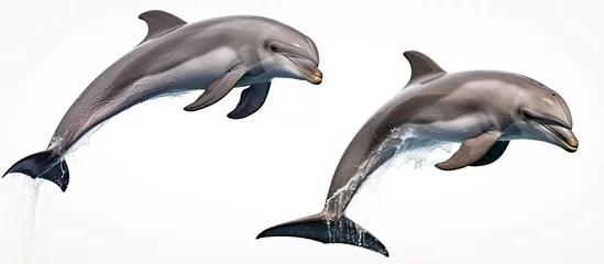 Fototapeten A trio of leaping bottlenose dolphins With copyspace for text © 2rogan
